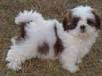 ShihTzu