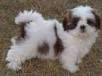 ShihTzu